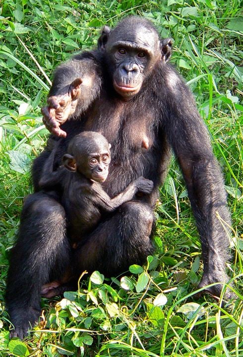 Bonobos : Foto