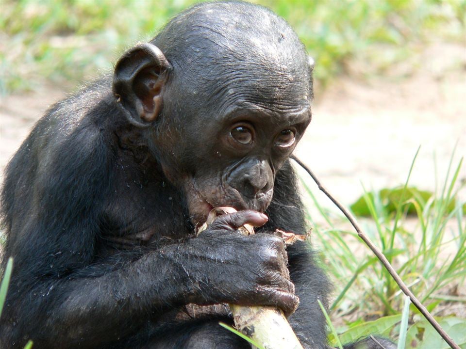 Bonobos : Foto