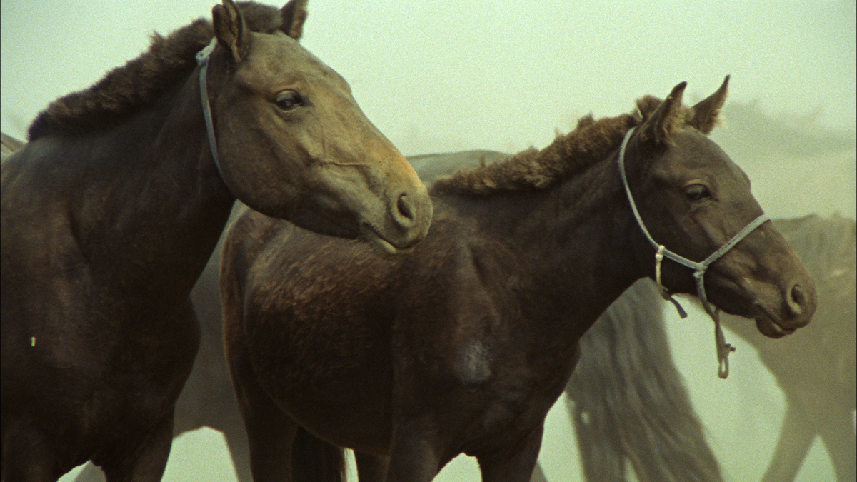 Los dos caballos de Genghis Khan : Foto Byambasuren Davaa