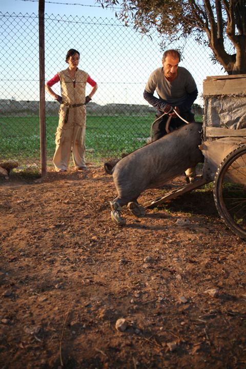 Un cerdo en Gaza : Foto