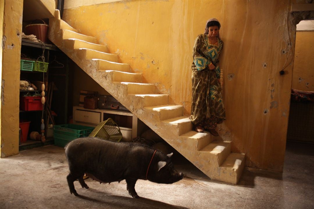 Un cerdo en Gaza : Foto Sylvain Estibal