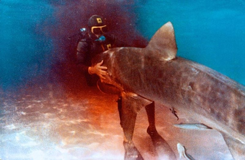 El cazador de tiburones : Foto Enzo G. Castellari