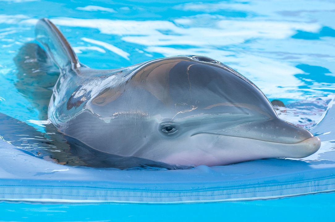 La gran aventura de Winter el delfín : Foto Charles Martin Smith