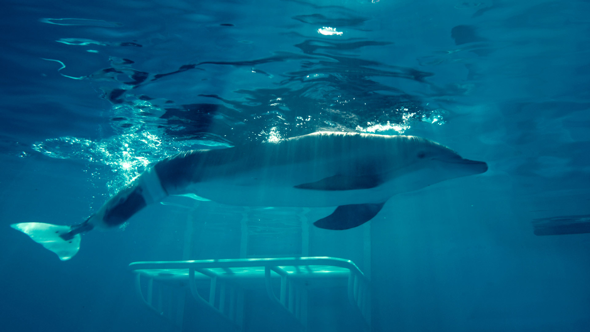 La gran aventura de Winter el delfín : Foto Charles Martin Smith