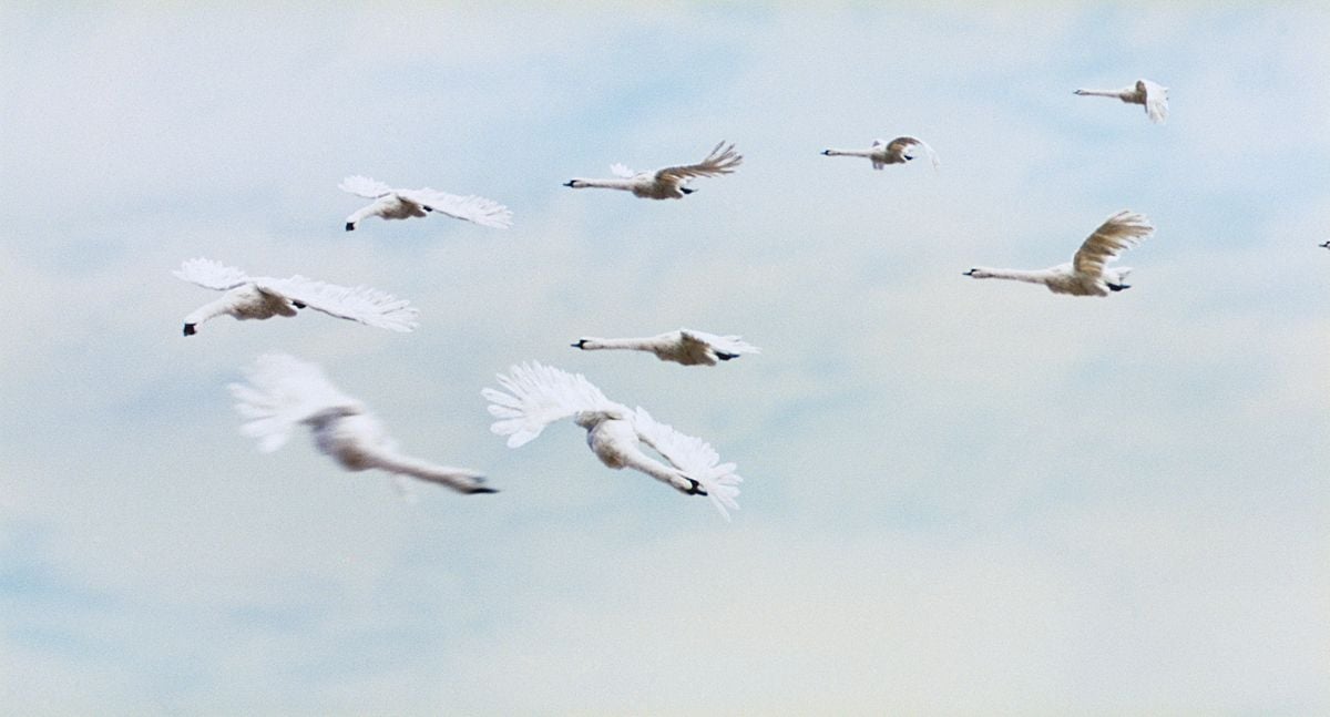 Gadkii Utenok : Foto