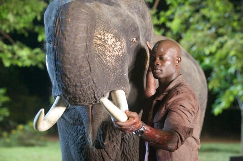 Elephant White : Foto Djimon Hounsou