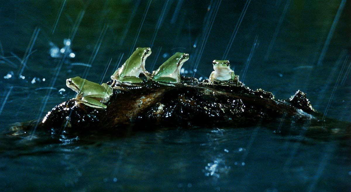 Foto Claude Nuridsany, Marie Pérennou