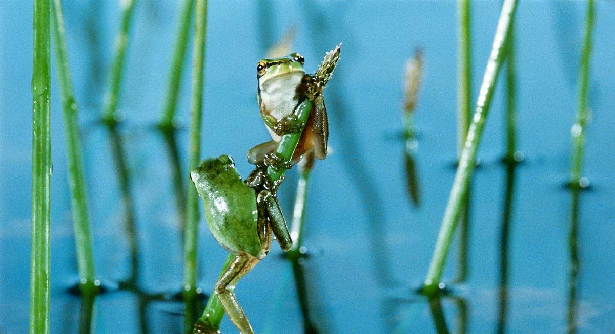 Foto Claude Nuridsany, Marie Pérennou