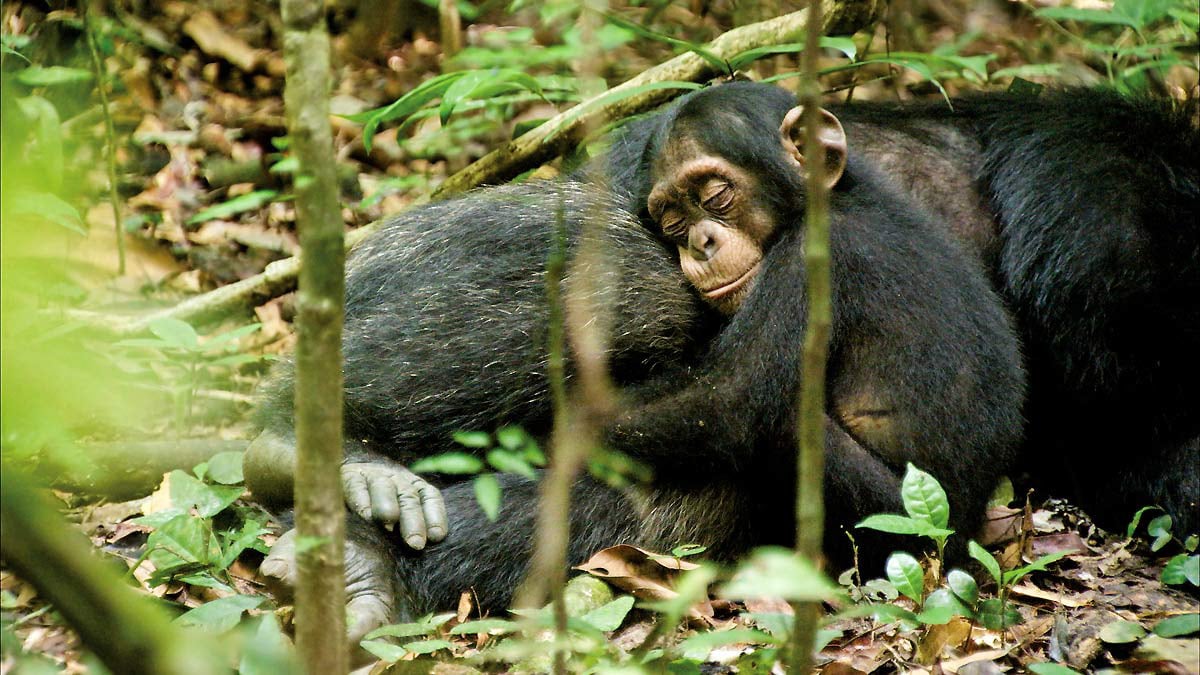 Chimpancés : Foto Mark Linfield, Alastair Fothergill