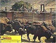 Bendice a los animales y a los niños : Foto