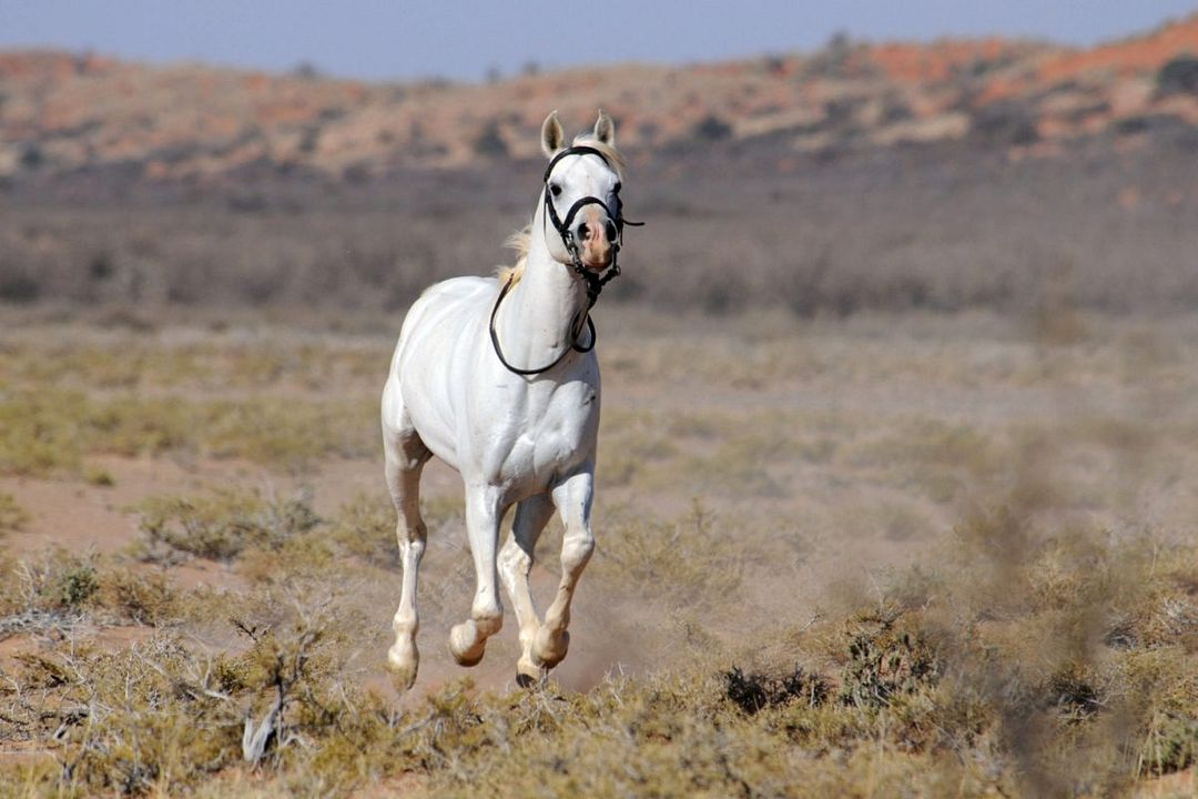 Tornado and the Kalahari Horse Whisperer : Foto