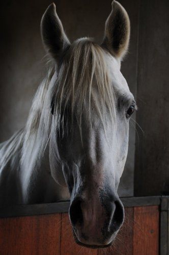 Tornado and the Kalahari Horse Whisperer : Foto
