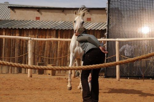 Tornado and the Kalahari Horse Whisperer : Foto