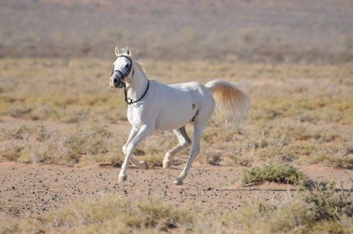 Tornado and the Kalahari Horse Whisperer : Foto