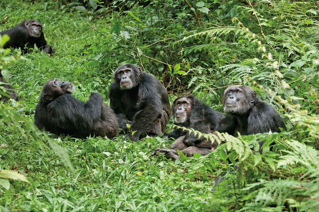 Chimpancés : Foto Mark Linfield, Alastair Fothergill