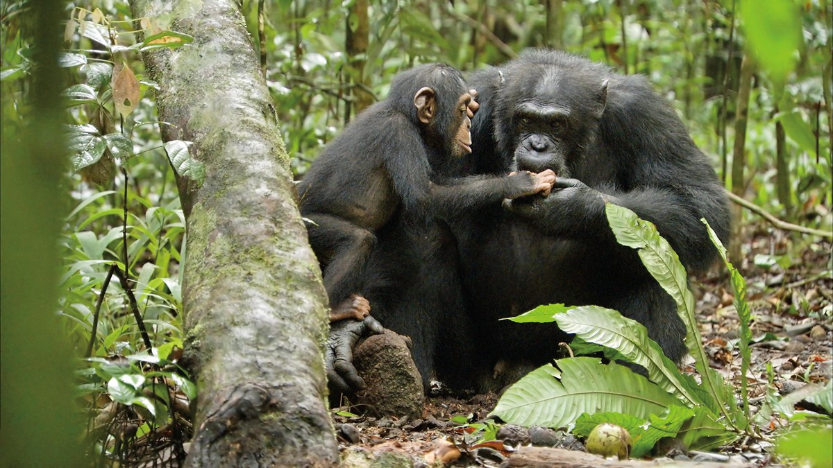 Chimpancés : Foto Alastair Fothergill, Mark Linfield