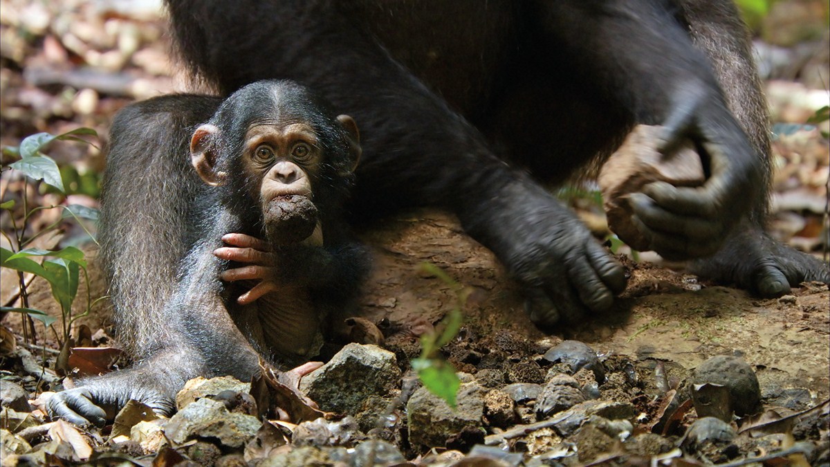Chimpancés : Foto