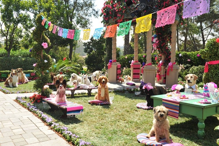 Un chihuahua en Beverly Hills 3: ¡Viva La Fiesta! : Foto