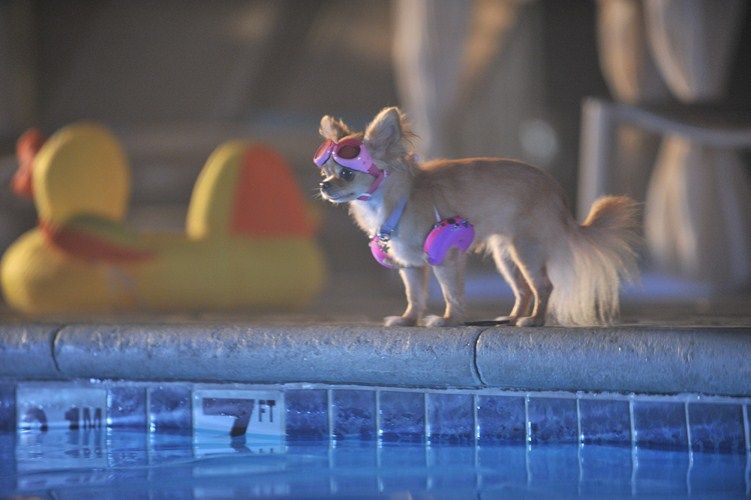 Un chihuahua en Beverly Hills 3: ¡Viva La Fiesta! : Foto