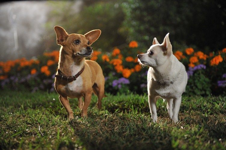 Un chihuahua en Beverly Hills 3: ¡Viva La Fiesta! : Foto