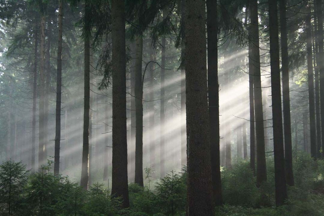 Das grüne Wunder - Unser Wald : Foto