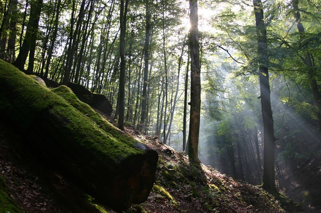 Das grüne Wunder - Unser Wald : Foto