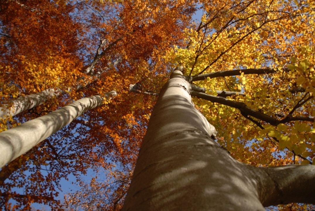 Das grüne Wunder - Unser Wald : Foto