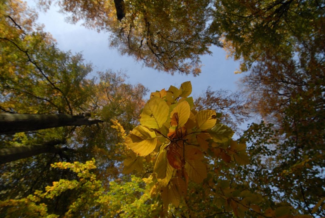 Das grüne Wunder - Unser Wald : Foto