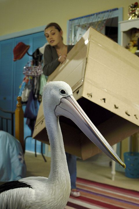 H2O : Foto Phoebe Tonkin