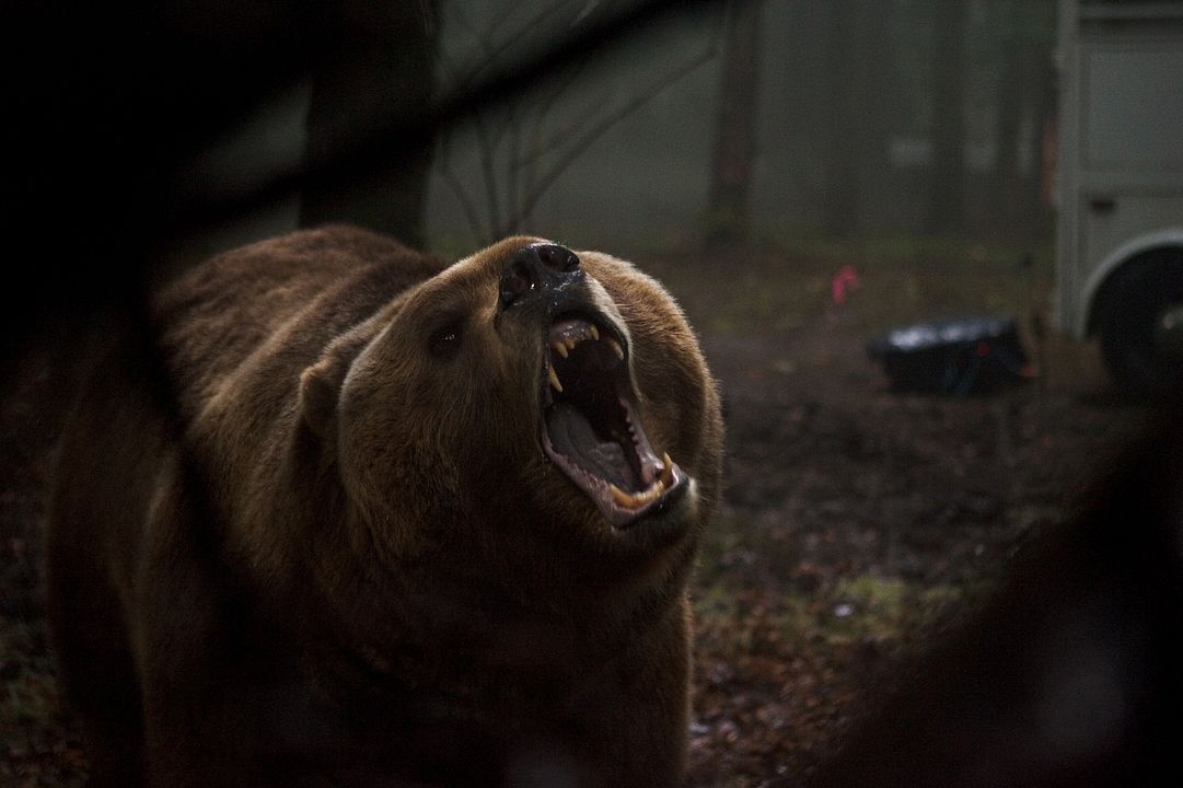 Territorio Grizzly : Foto