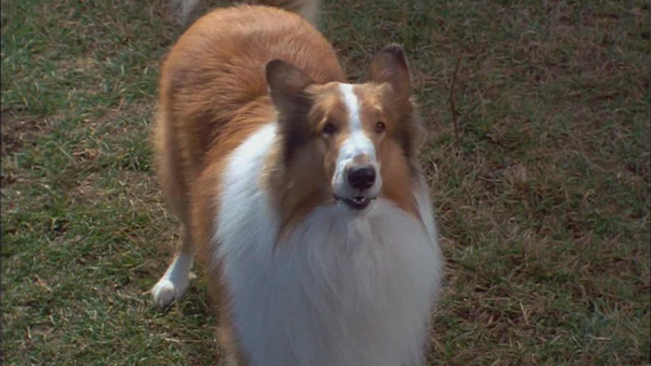 El regreso de Lassie : Foto