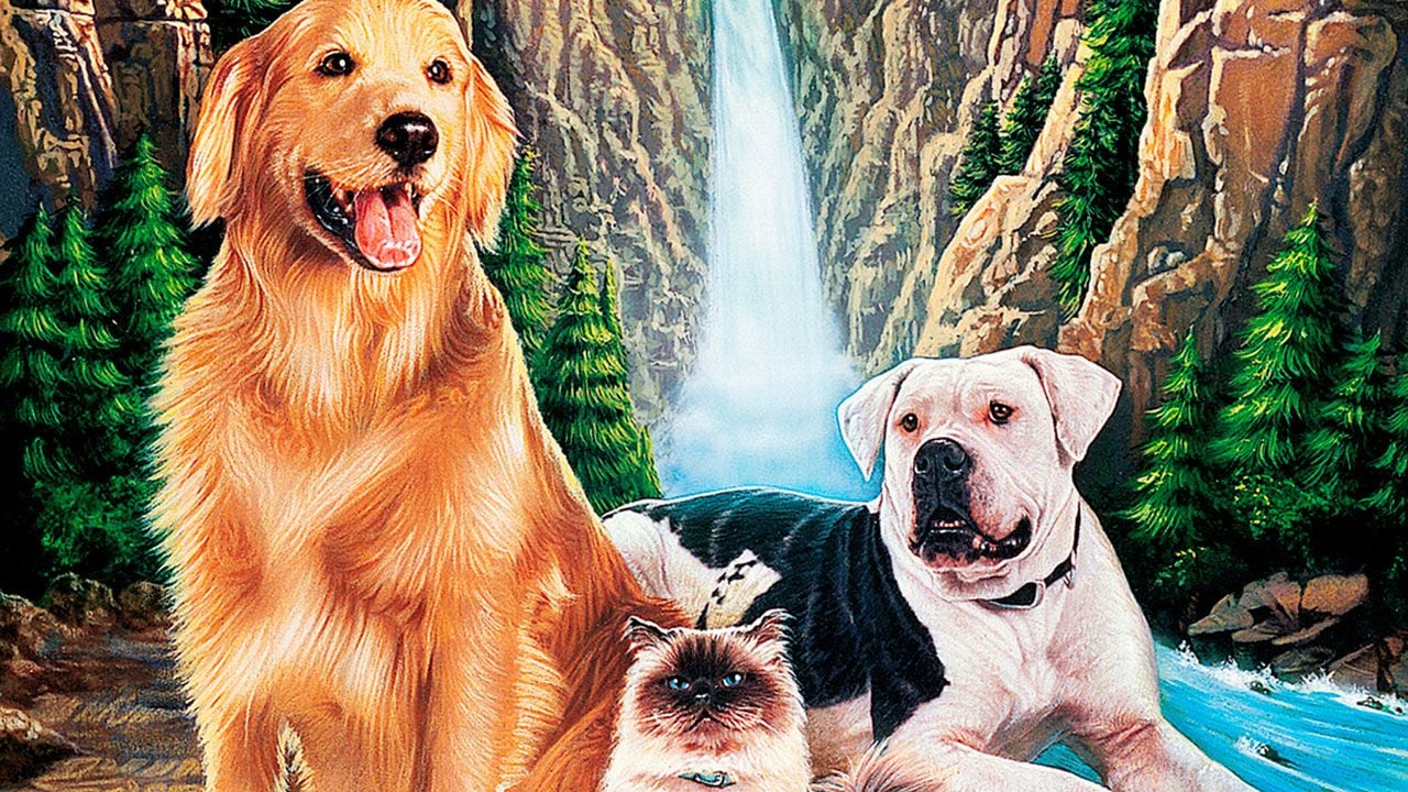 Foto de la película De vuelta a casa. Un viaje increíble Foto 8 por un total de 10 Foto de la película De vuelta a casa. Un viaje increíble Foto 8 por un total de 10