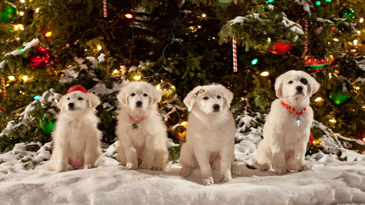 Santa Can 2: Los cachorros de Santa : Foto