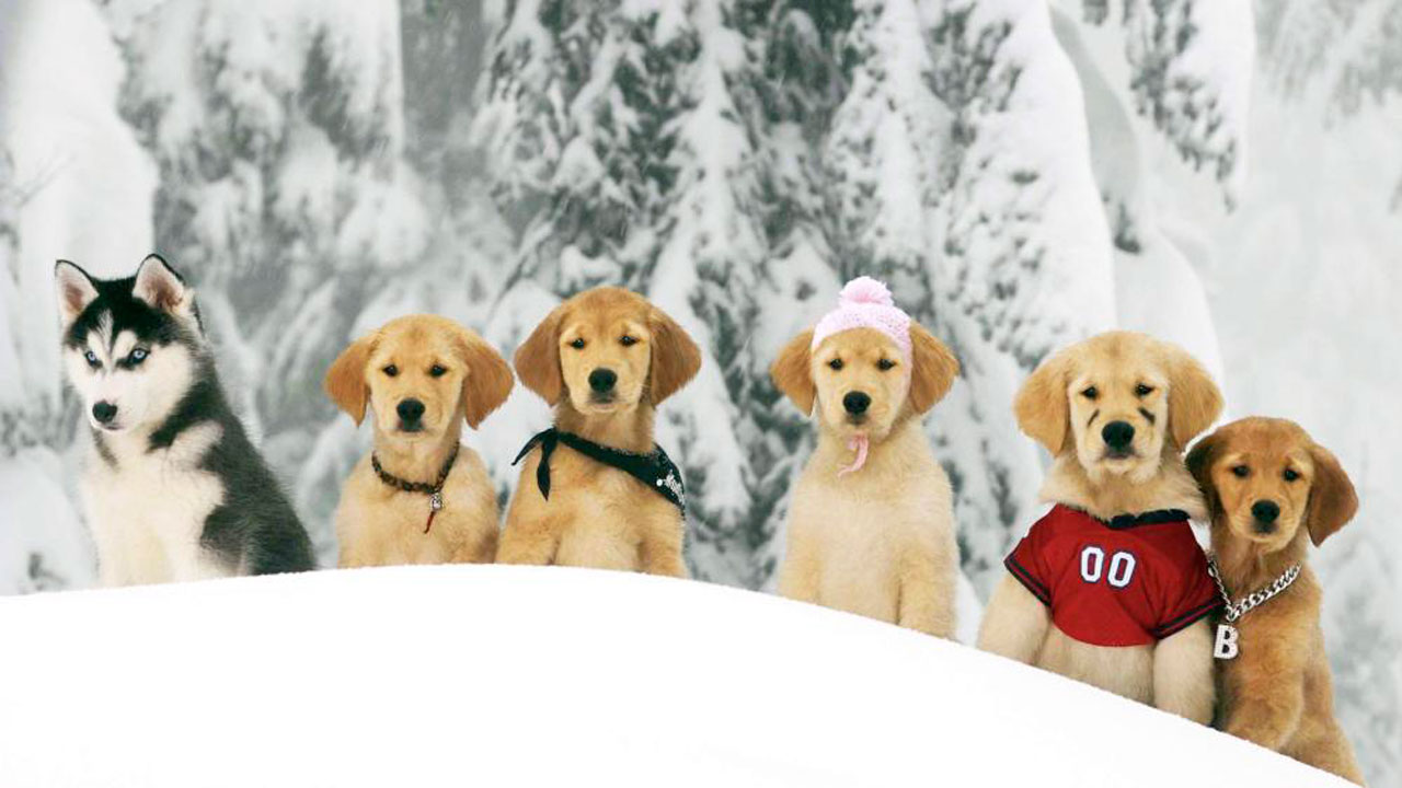 Snow Buddies - Cachorros en la nieve : Foto