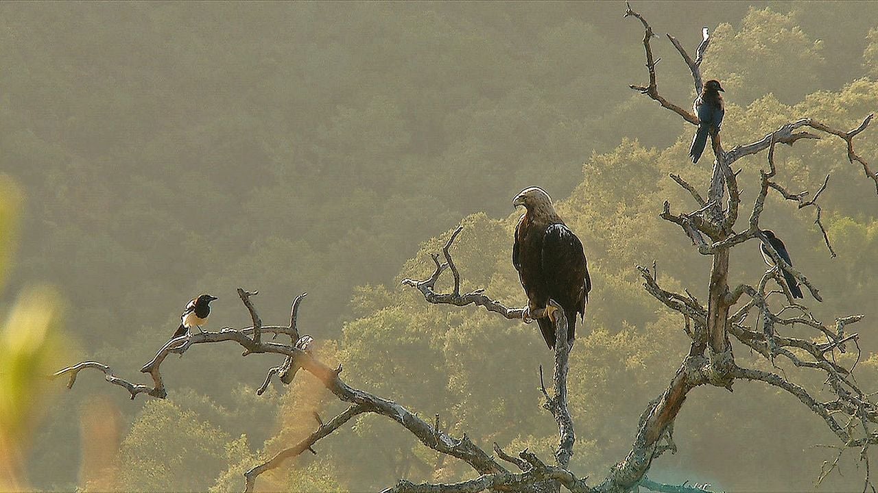 WildMed, el último bosque mediterráneo : Foto