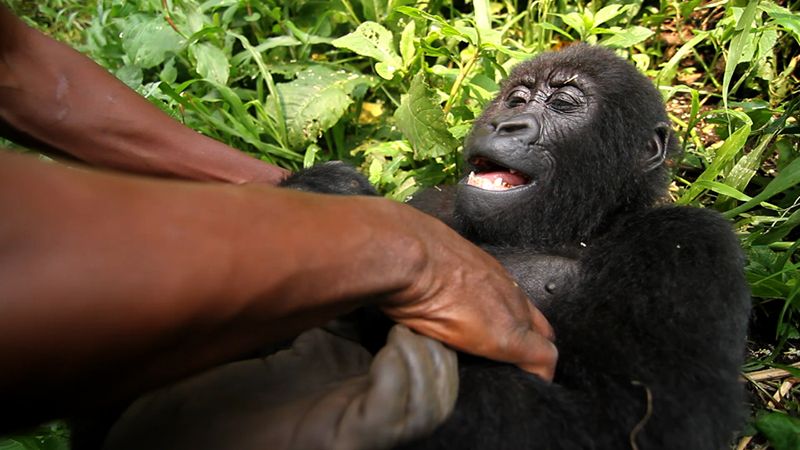 Virunga : Foto