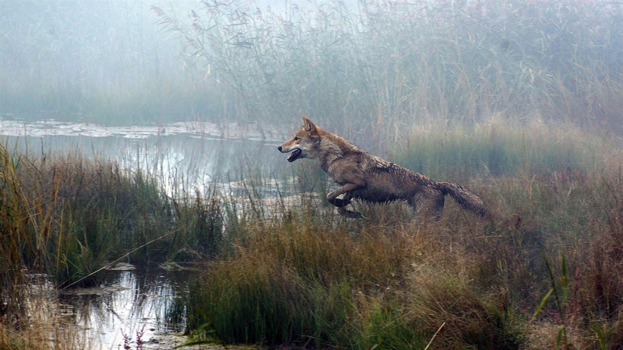 El último lobo (Wolf Totem) : Foto