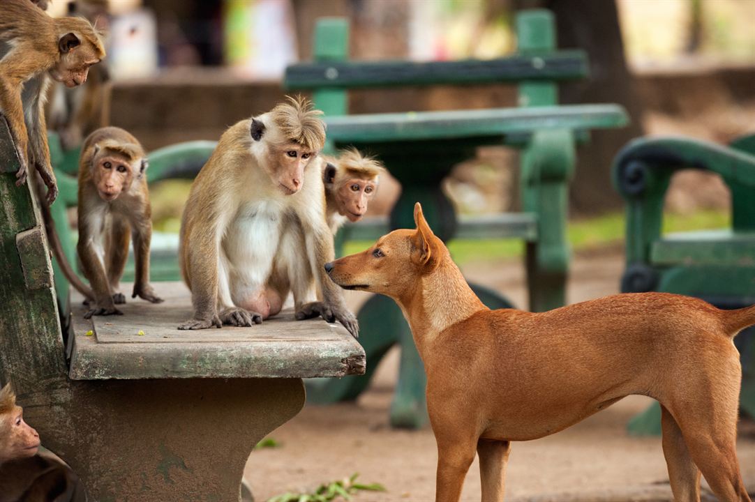 El reino de los monos : Foto