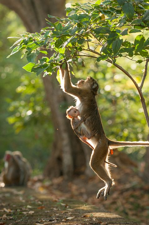 El reino de los monos : Foto