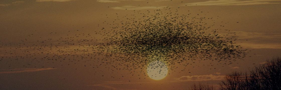 Atrapados en el enjambre : Foto