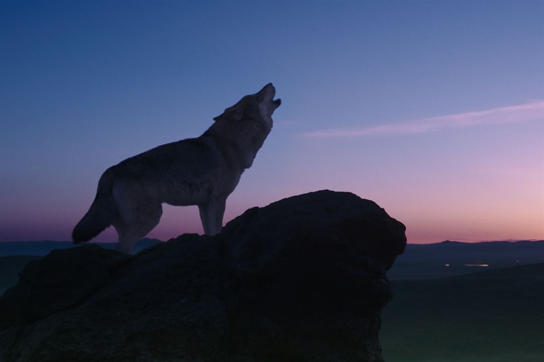 El último lobo (Wolf Totem) : Foto