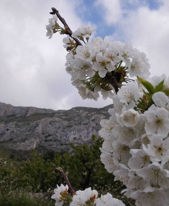 Amaginea, es el retorno a la madre naturaleza : Cartel