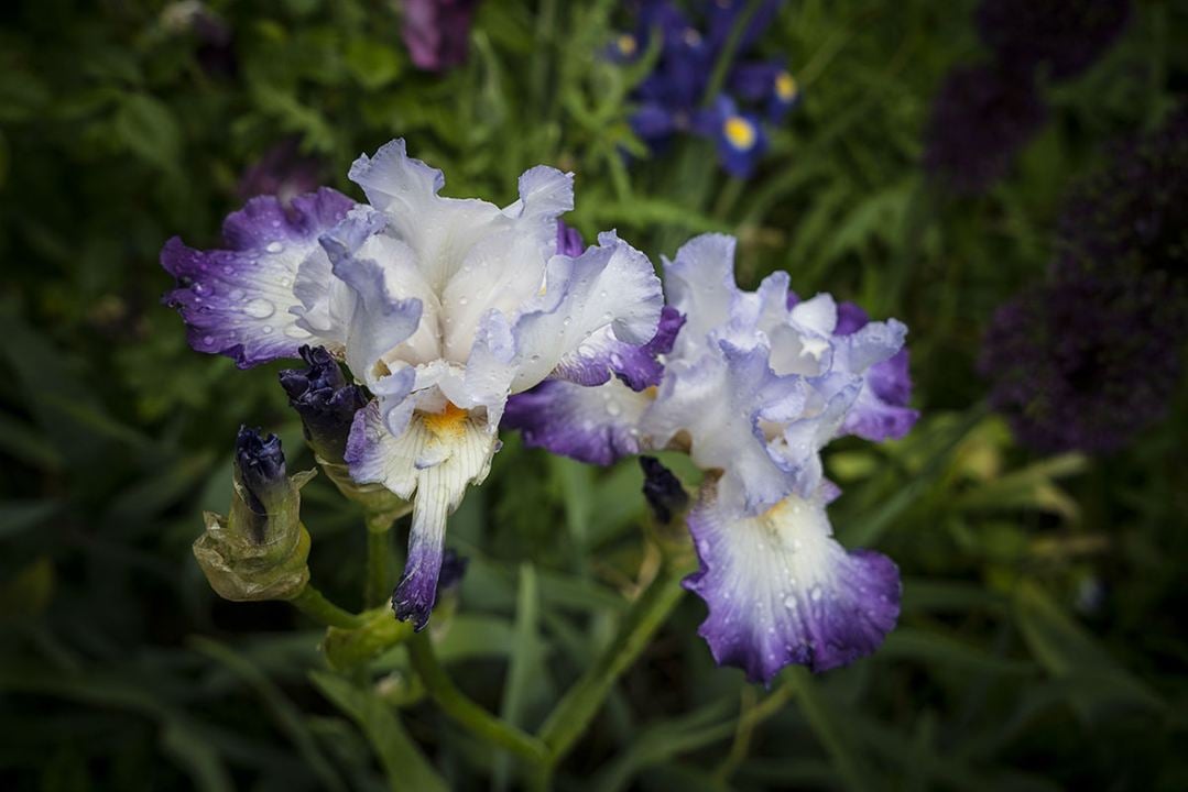 Pintando el jardín moderno: De Monet a Matisse : Foto