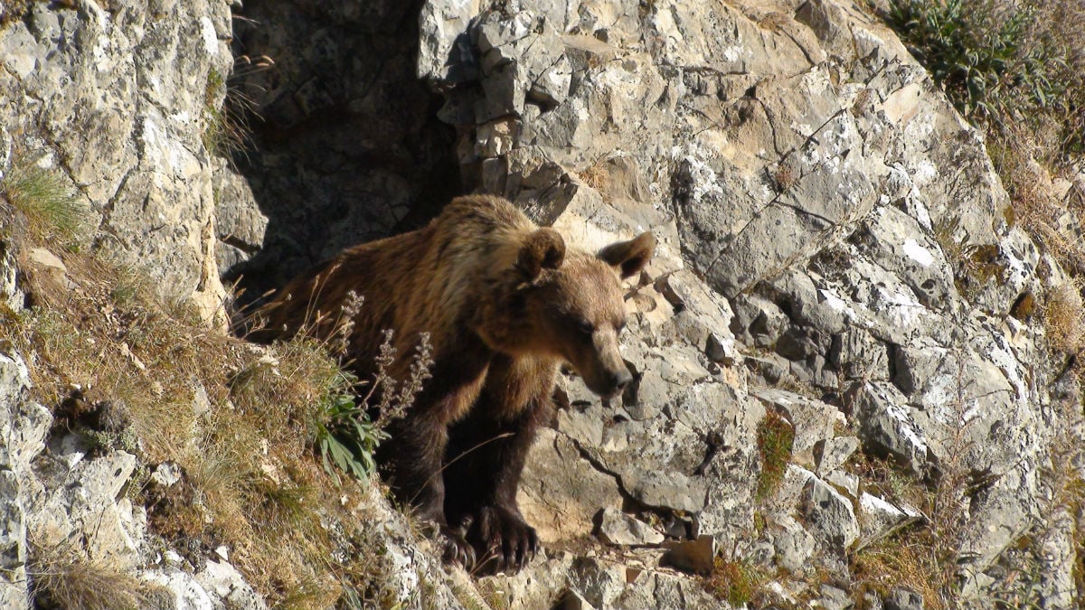 Cantábrico: Los dominios del oso pardo : Foto
