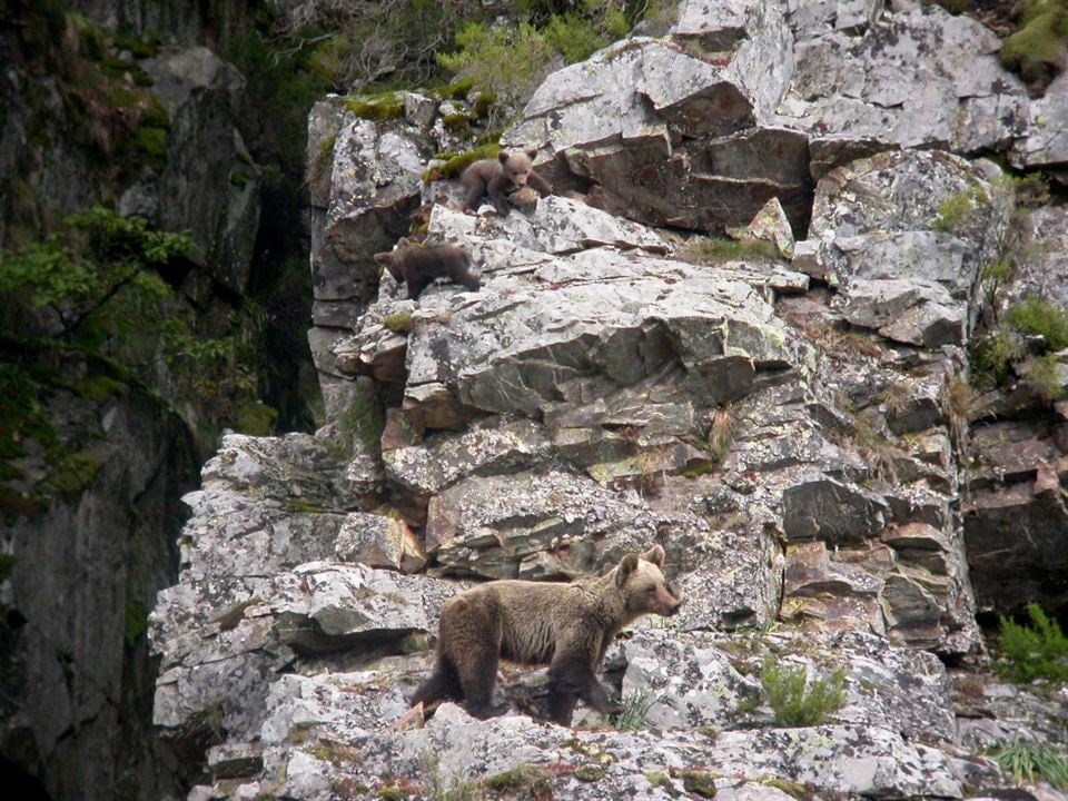 Cantábrico: Los dominios del oso pardo : Foto
