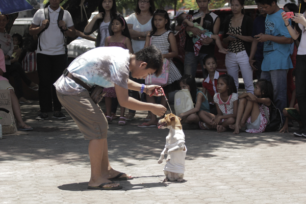 The Dog Show : Foto