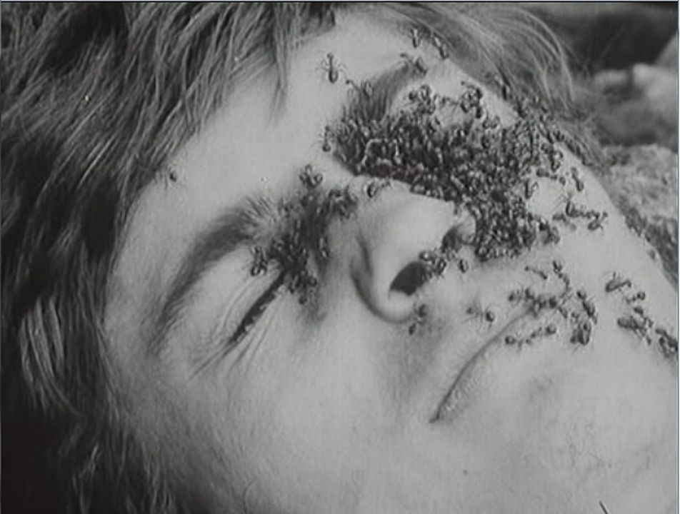 Diamantes de la noche : Foto