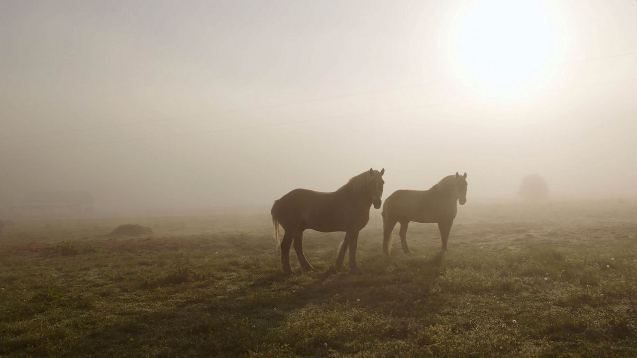 Look & See: A Portrait of Wendell Berry : Foto