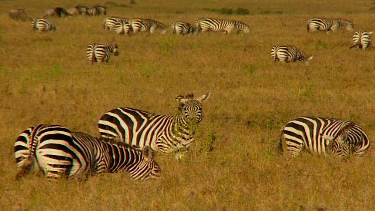 Altamira: Desde siempre para siempre : Foto