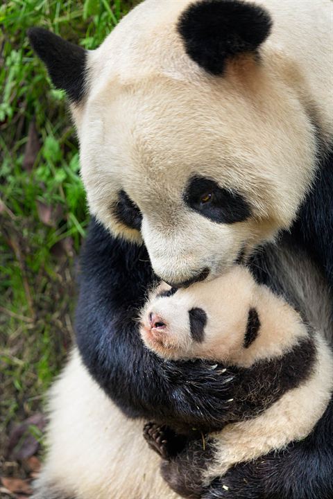 Nacidos en China : Foto